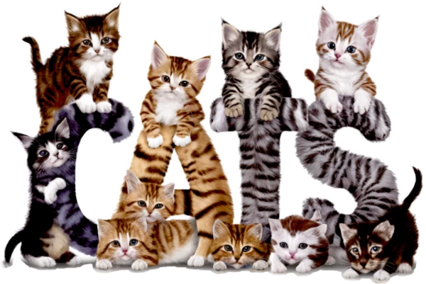Cats — L’alphabet félin